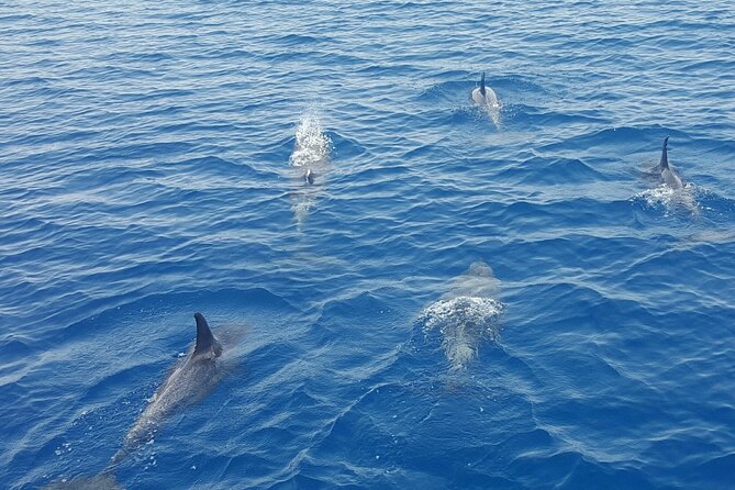 Key West Sunset Sail: Dolphin Watching, Wine, and Tapas - Seeing Fort Zachary Taylor from the water