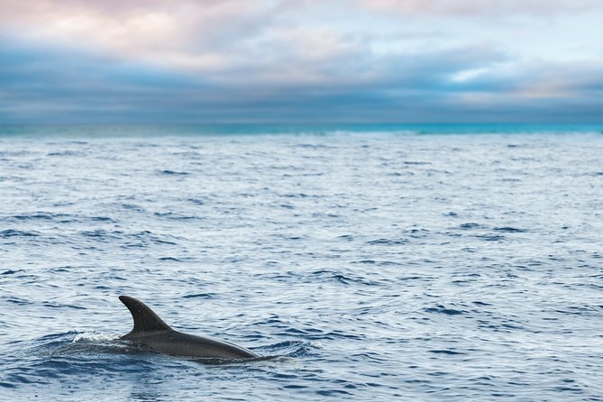 Key West Sunset Sail: Dolphin Watching, Wine, and Tapas - Watching for dolphins along the Key West route
