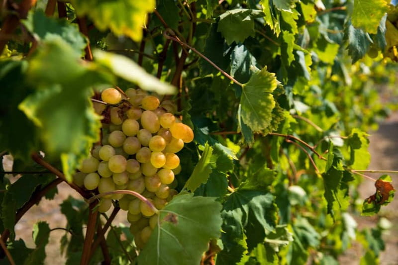 Konavle Valley: Tour with Wine Tasting from Dubrovnik - What you may eat: the Konavle field lunch