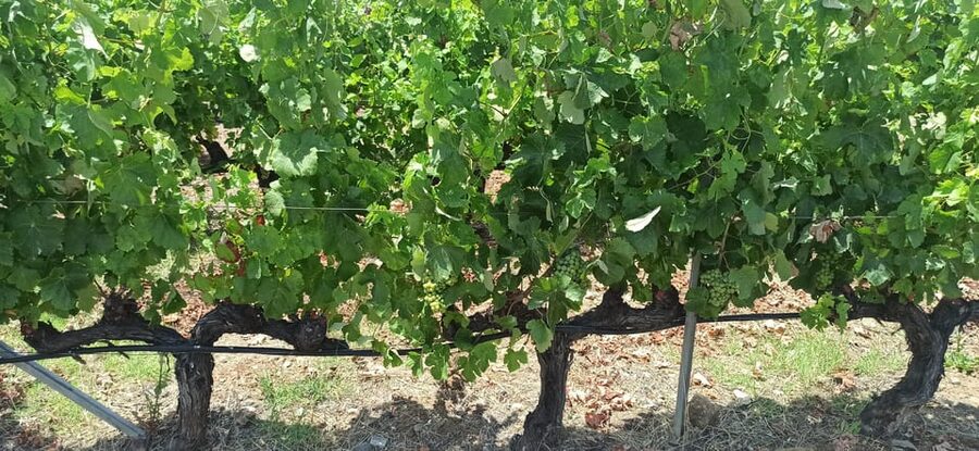 Kos: Wineries Tour w/ Wine Tastings & Transportation - Ktima Akrani and the longer tasting in Marmari