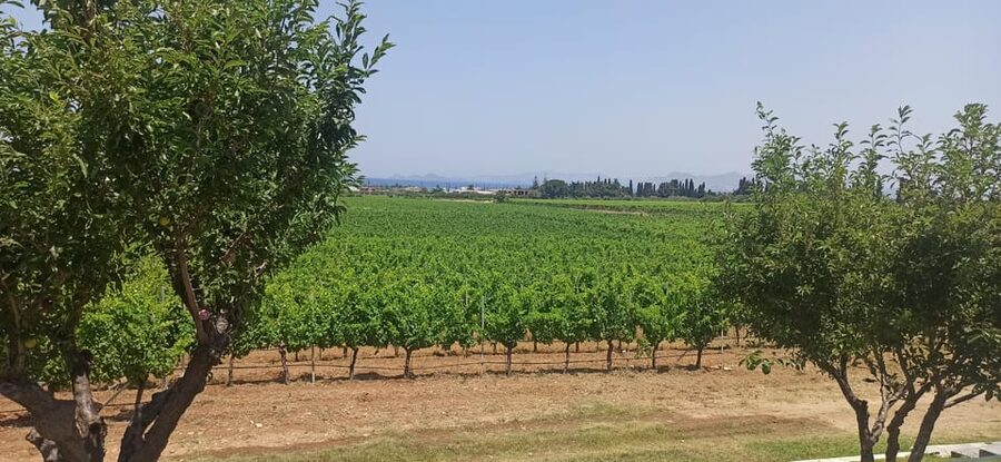 Kos: Wineries Tour w/ Wine Tastings & Transportation - Is the $64 price good value?