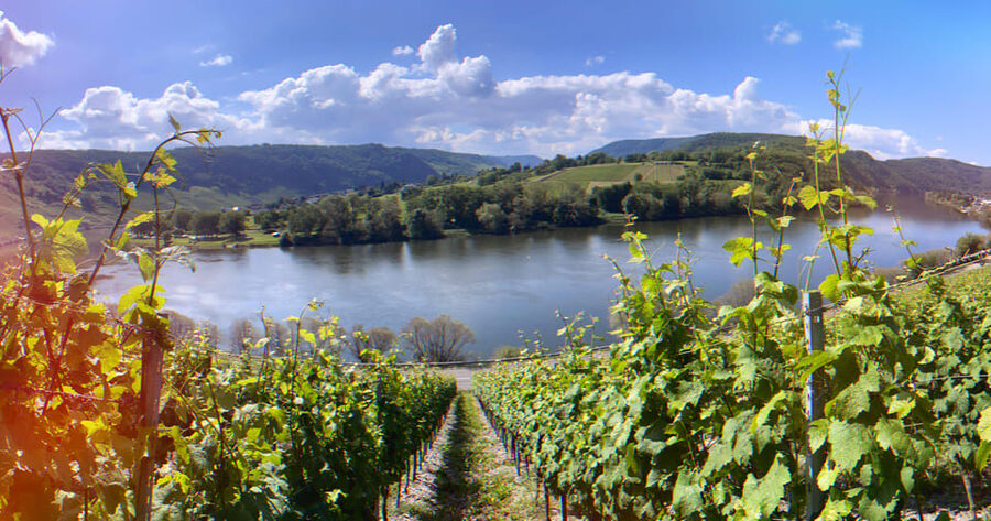 Kröv, Mosel: Covered wagon ride through the vineyards with wine tasting - Who will enjoy this Kröv outing most?