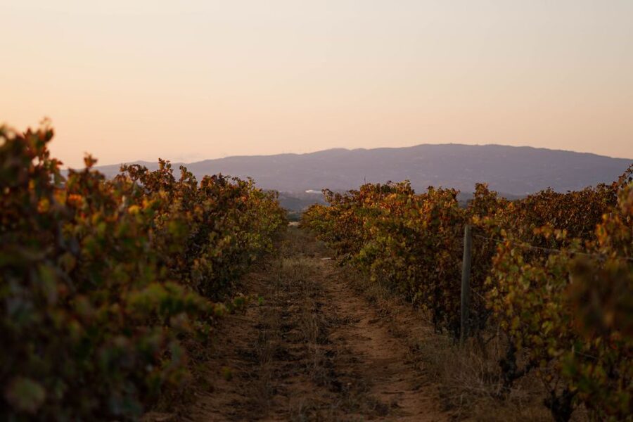 Lagoa: 2.5-Hour Vineyard Dinner with Winetasting - An old Algarve estate between Lagoa and Silves