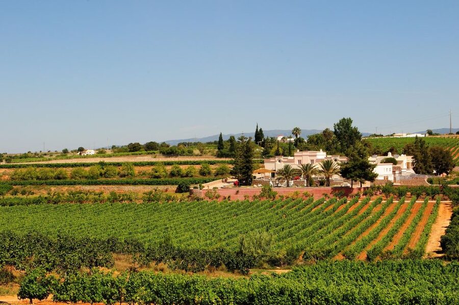 Lagoa: Guided Winery Tour and Local Wine Tasting - Inside the winery: from grapes to finished wine