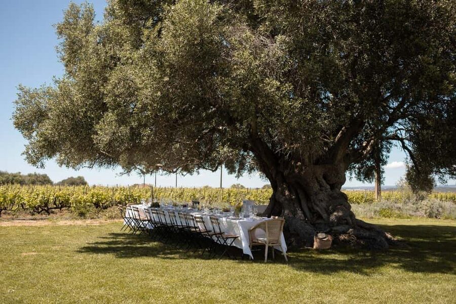 Lagoa: Vineyard Tour and Wine Tasting - Is $50 a fair price?