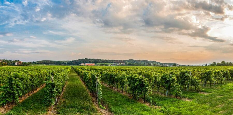 Lake Garda: Garda Hills Wine Tour and Tasting - The new cellar and the aging room