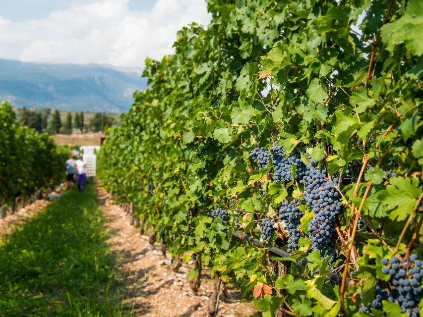 Lake Garda: Garda Hills Wine Tour and Tasting - Who will enjoy this estate visit most?