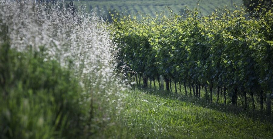 Lake Garda: Wine Tour and Tasting Experience in Bardolino - Cancellation and booking flexibility