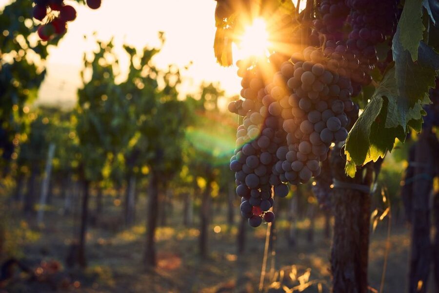 Lake Garda: Wine Tour and Tasting Experience in Bardolino - What makes the Lake Garda setting special