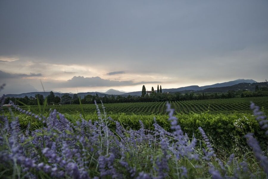 Lake Garda: Wine Tour and Tasting Experience in Bardolino - Who will enjoy this experience most?