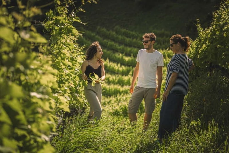 Lake Ledro: wine Pic Nic with stunning Lake View - Following the ten-minute path through the vines