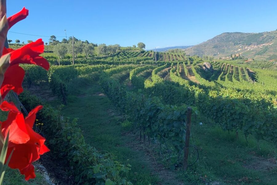 Lamego: Quinta da Portela de Baixo Winery Tour and Tasting - What makes this Lamego wine visit special