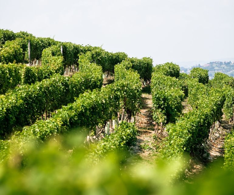 Langhe & Monferrato: Vineyard Tour and Wine Tasting - Tasting six Piedmont wines