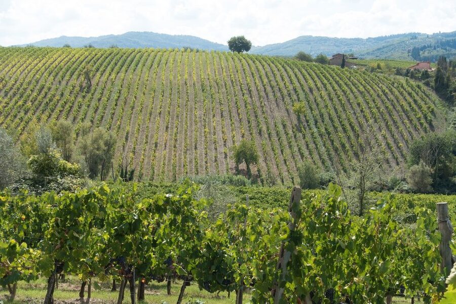 Langhe: Winery Tour and Wine Tasting - What to know before you book