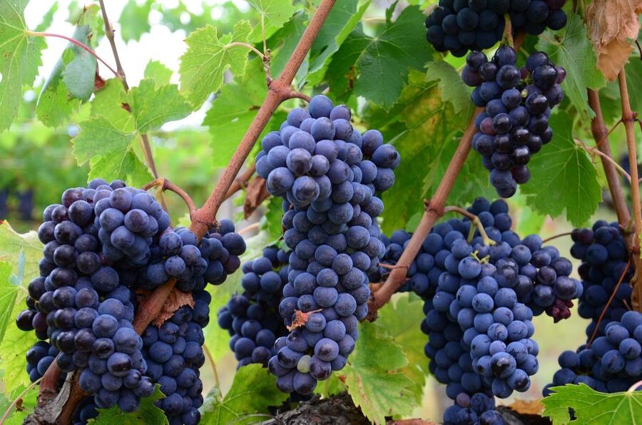 Langhe: Winery Tour and Wine Tasting - The best way to fit it into a Langhe day
