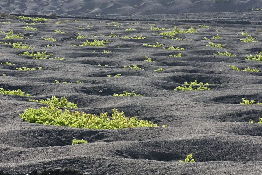 Lanzarote: Vineyard Tour with Wine and Chocolate Tasting - Should you book the Finca Testeina wine tour?