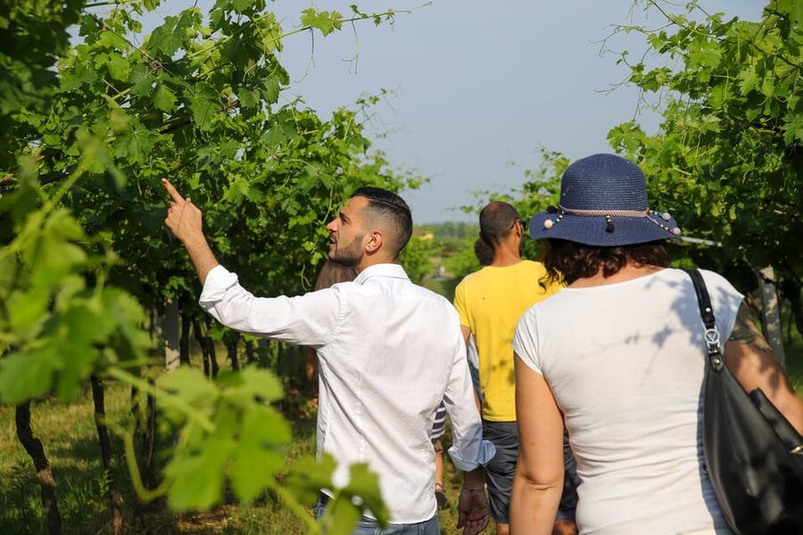 Lazise: Biodynamic Farm Tour and Natural Wine Tasting - Why this farm visit feels different from a standard wine tasting