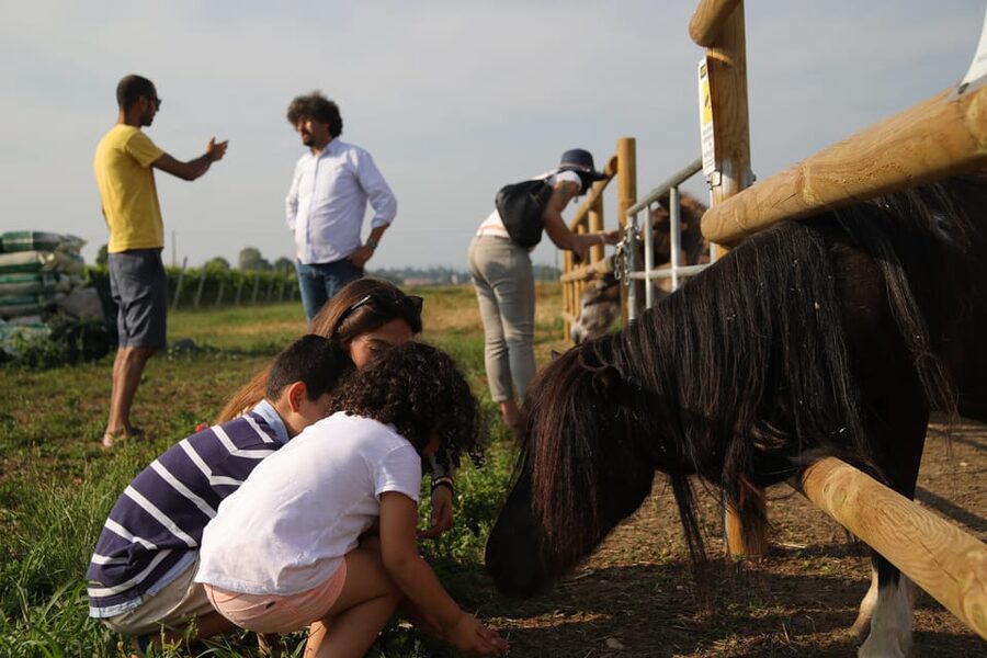 Lazise: Biodynamic Farm Tour and Natural Wine Tasting - Tasting four wines with Veronese food