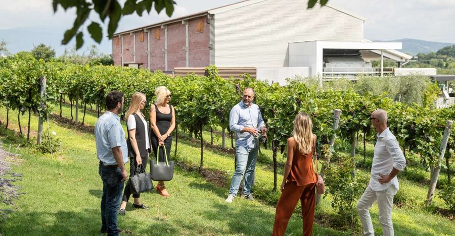 Lazise: Vineyard Tour and Organic Wine Tasting - Why the Tasting Is the Main Event