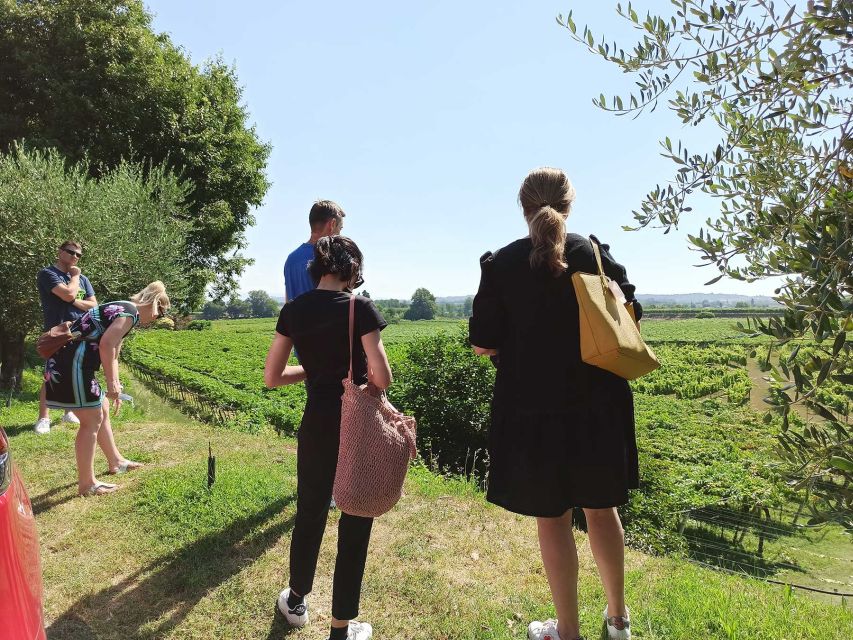 Lazise: Winery Tour with Garda Wines and Food Tasting - Key points at a glance
