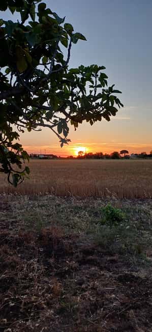 Lecce: Countryside Vineyard Walk & Wine Tasting - Is $82 a fair price for two hours?