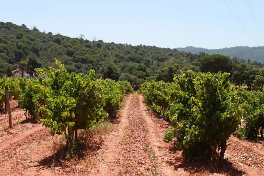 Lisbon: Arrábida and Sesimbra Day Trip with Wine - Transport, group size, and guide quality