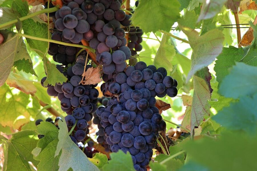 Lisbon Private Setúbal Region Wine Tasting Tour - Wine, lunch, and the question of value