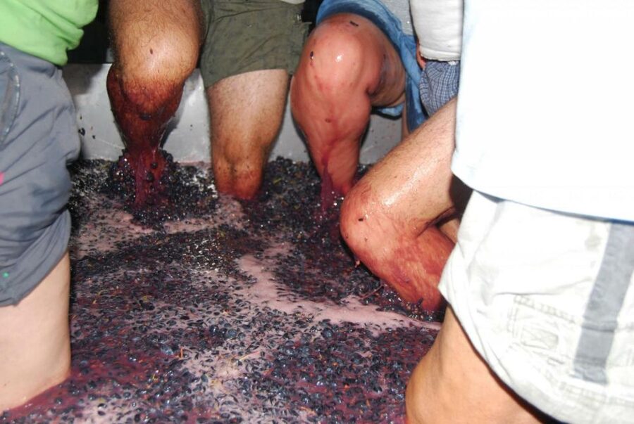Loulé: Quinta da Tôr Winery Guided Tour and Wine Tasting - The 30-minute tour: from grapes to bottle