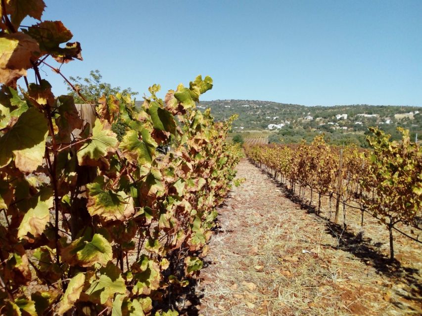 Loulé: Quinta da Tôr Winery Guided Tour and Wine Tasting - Add tapas if you want a fuller afternoon