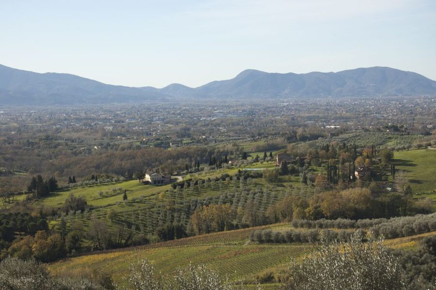 Lucca: Guided E-Bike and Wine Tour - A small winery and a closer look at production