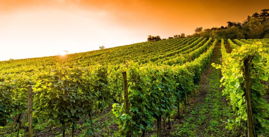 Lucca: Guided E-Bike and Wine Tour - The best way to plan your day