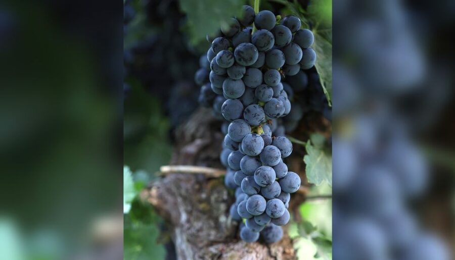 Lucca: Guided Winery Tour with Wine Tasting - The Terrace Tasting With Lucca Hills Views