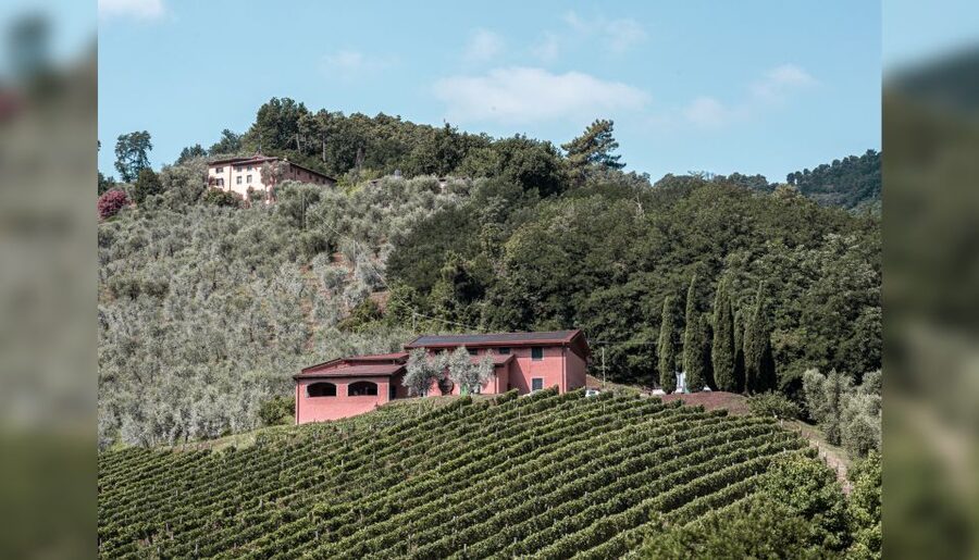 Lucca: Guided Winery Tour with Wine Tasting - Why the Small Scale Works