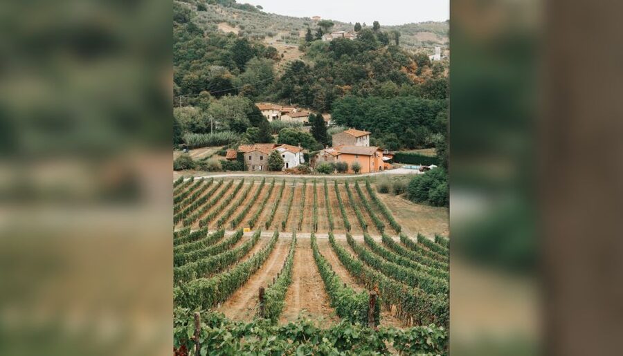 Lucca: Guided Winery Tour with Wine Tasting - How the Price Measures Up