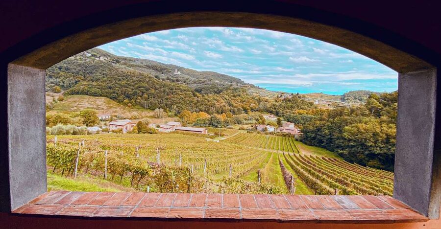 Lucca: Guided Winery Tour with Wine Tasting - Who Will Enjoy This Winery Visit Most