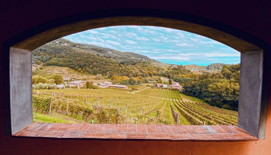 Lucca: Guided Winery Tour with Wine Tasting - Practical Tips for a Better Visit