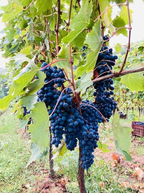 Lucca - Natural wine tasting at Tenuta Mareli - What the seasons add