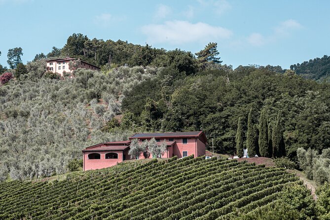 Lucca: Wine Tasting Experience - Tenuta Adamo Winery - The terrace is worth the trip uphill
