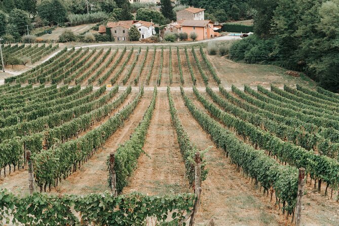 Lucca: Wine Tasting Experience - Tenuta Adamo Winery - Who will enjoy this Lucca wine visit?