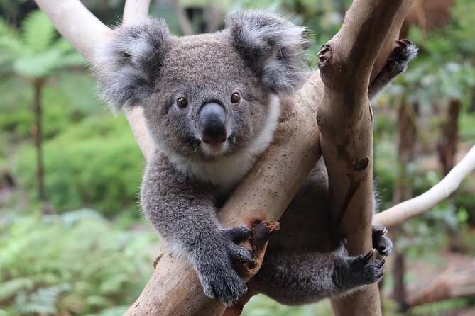 Luxury Hunter Valley Wildlife & Wine Tasting Tour from Sydney - Two boutique wineries, not one large cellar-door rush