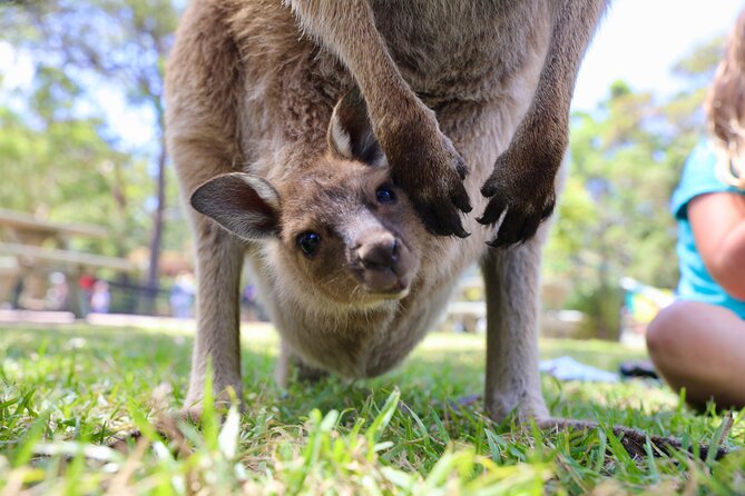 Luxury Hunter Valley Wildlife & Wine Tasting Tour from Sydney - Who will enjoy this tour most