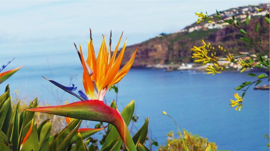 Madeira: Cabo Girao, Jeep Tour Adventure and Wine Tasting - Is $57 good value?