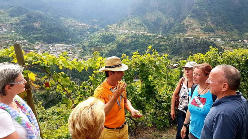 Madeira: Cabo Girão, Wines Experience and Dolphins Watching - Three hours on the catamaran