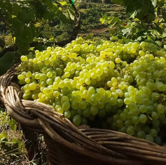 Madeira: Cabo Girão, Wines Experience and Dolphins Watching - Quinta do Barbusano and six Madeira wines