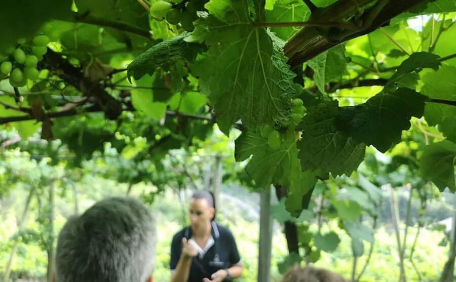 Madeira: Vineyard Tour w/ Wine Tasting & Skywalk - What the guide adds to the drive