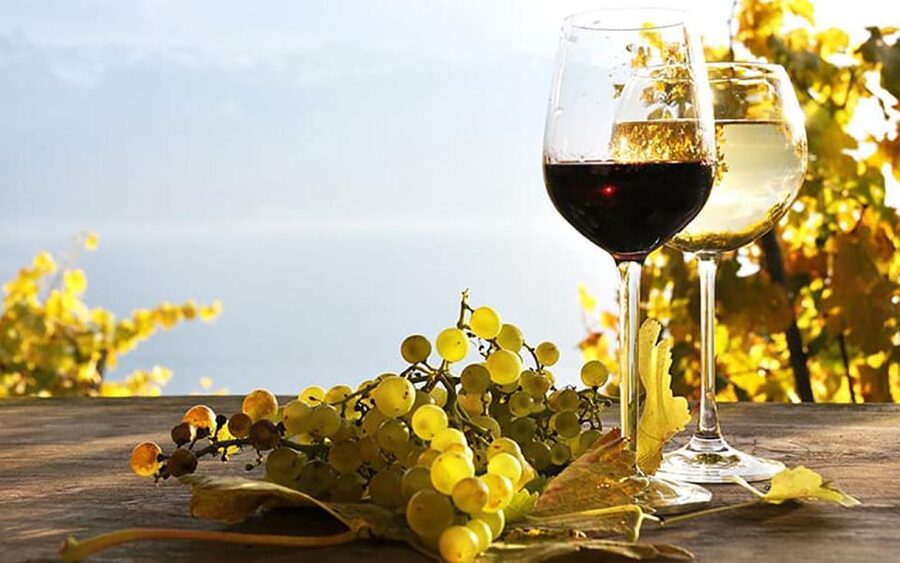 Madeira: Vineyard Tour w/ Wine Tasting & Skywalk - Final call: book it if you want wine with your scenery
