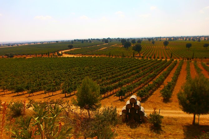 Madrid Countryside Wineries Guided Tour with Wine Tasting - Second stop: Bodega del Nero and the Madrid wine tradition