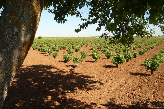 Madrid Countryside Wineries Guided Tour with Wine Tasting - First stop: Señorio de Val Azul and the organic vineyard