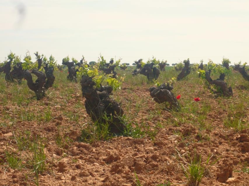 Madrid Region Wineries Guided Tour with Wine Tastings - Chinchón: wine, town views, and a first tasting