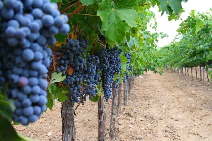 Madrid: Toledo Day Trip with Winery Visit and Wine Tasting - Plaza de Zocodover and your free time